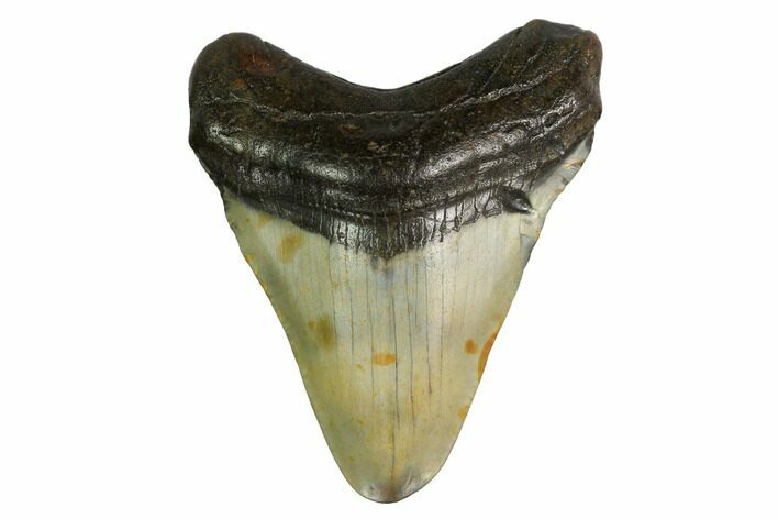 Juvenile Megalodon Tooth - North Carolina #147321